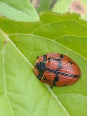 Botanochara planipennis