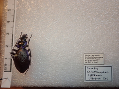 Carabus lefebvrei lefebvrei