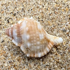 Bufonaria rana
