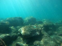 Caranx caballus