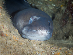 Conger marginatus