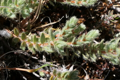 Pimelea mesoa mesoa