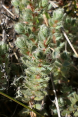 Pimelea mesoa mesoa