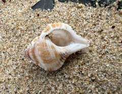 Bufonaria rana