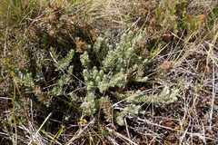 Pimelea mesoa mesoa