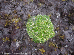 Eudema nubigena