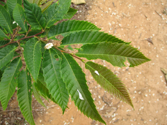 Castanea crenata
