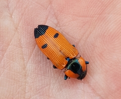 Castiarina trimaculata