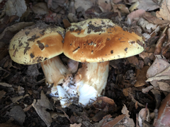 Cortinarius xanthodryophilus