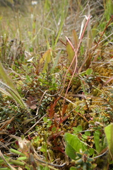 Epilobium elegans