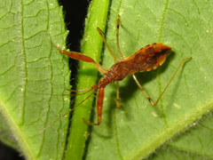 Gorpis brevilineatus