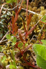 Epilobium elegans