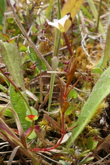 Epilobium elegans