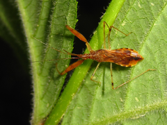 Gorpis brevilineatus