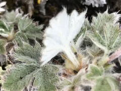 Potentilla crebridens hemicryophila