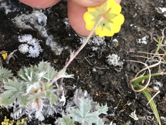 Potentilla crebridens hemicryophila