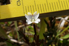 Epilobium elegans