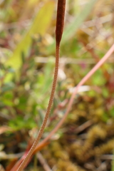 Epilobium elegans