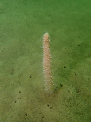 Veretillidae