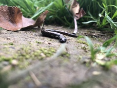 Batrachoseps attenuatus