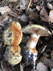 Cortinarius xanthodryophilus