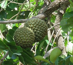 Annona crassiflora