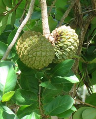 Annona crassiflora