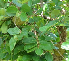Annona crassiflora