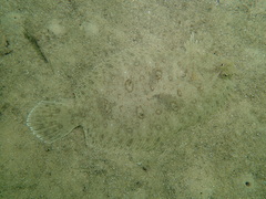 Pseudorhombus jenynsii