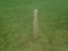 Veretillidae