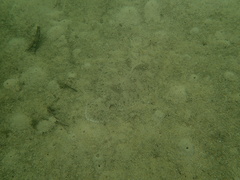 Pseudorhombus jenynsii