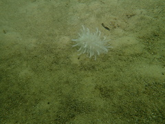 Veretillidae