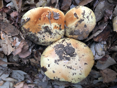 Cortinarius xanthodryophilus