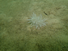 Veretillidae