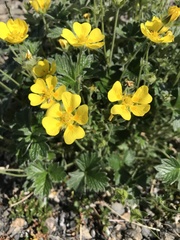 Potentilla vulcanicola