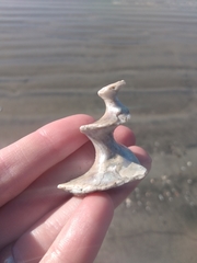 Megastraea undosa