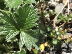 Potentilla vulcanicola