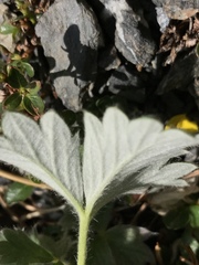 Potentilla vulcanicola