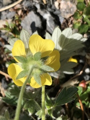 Potentilla vulcanicola