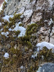 Leucodon andrewsianus