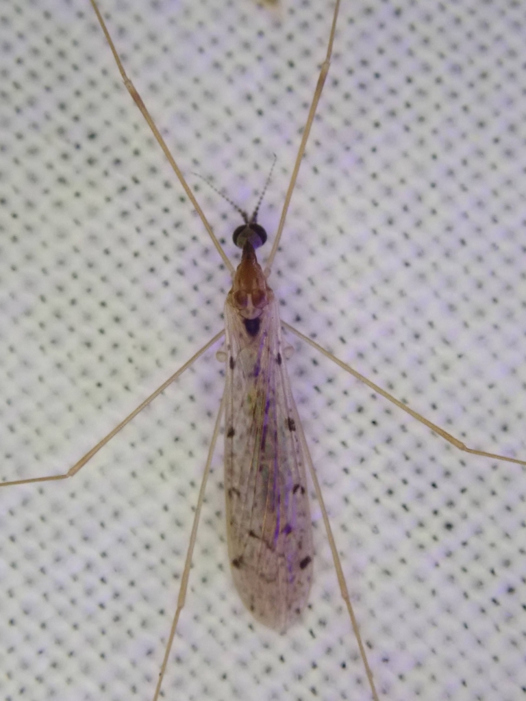 Rhipidia shannoni