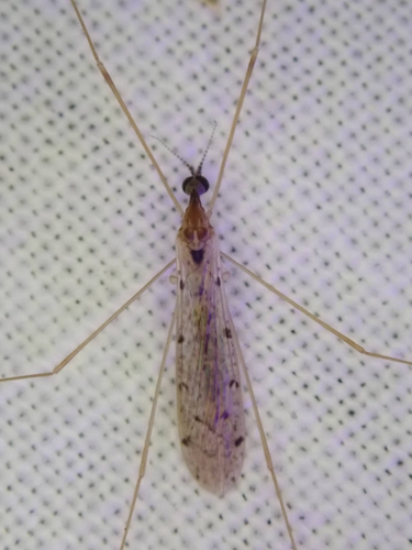 Rhipidia shannoni