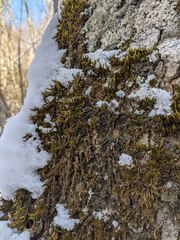 Leucodon andrewsianus