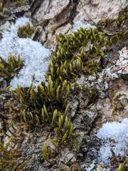 Leucodon andrewsianus