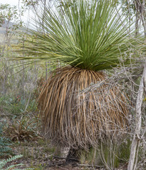 Xanthorrhoea platyphylla