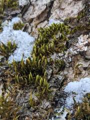 Leucodon andrewsianus