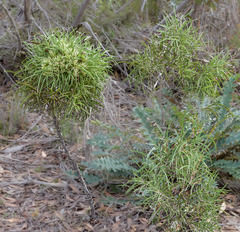 Hakea corymbosa