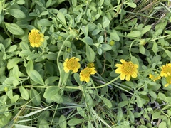 Lipochaeta integrifolia