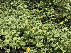 Lipochaeta integrifolia