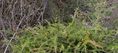 Melaleuca cyrtodonta